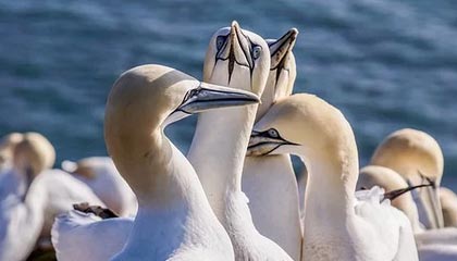 新版勇士启航在即 重塑防守体系才是赢球关键