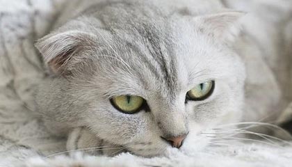 第12次瑞典金球：伊布“伤不重别担心 想念国家队”